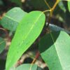 Eucaliptus