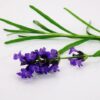 Lavanda