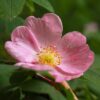 Rosa Mosqueta Jabon