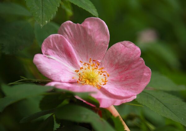 Rosa Mosqueta Jabon